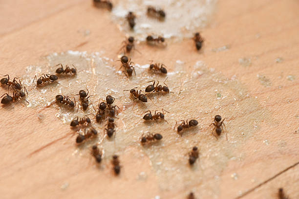 Best Cockroach Control Services  in Prescott, AR