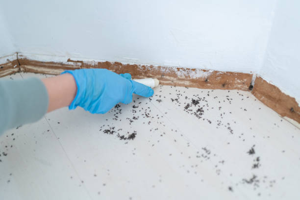 Best Flea Control Services  in Prescott, AR